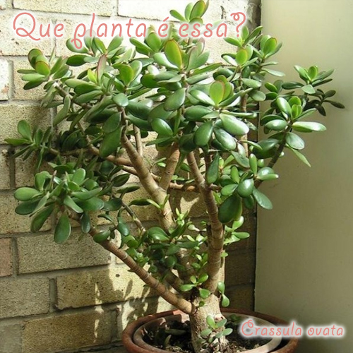 Crassula ovata - Planta Jade/Árvore da amizade